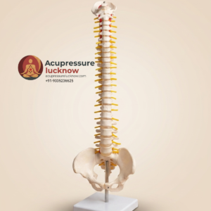 Flexible Spine Skeleton Model 45 cm