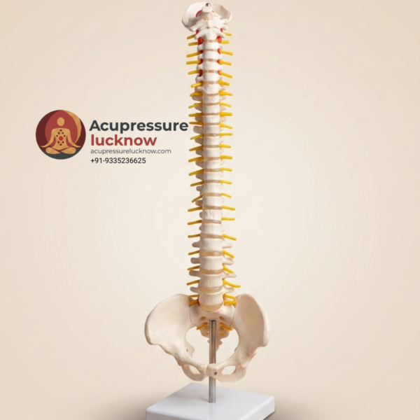 Flexible Spine Skeleton Model 45 cm