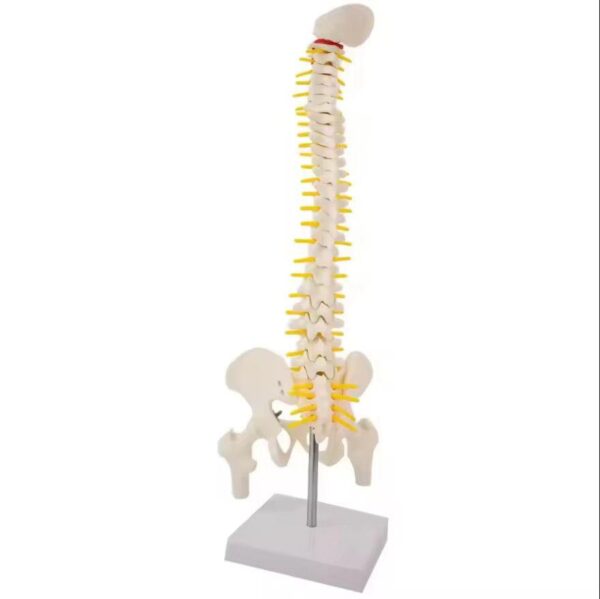Spine Skeleton