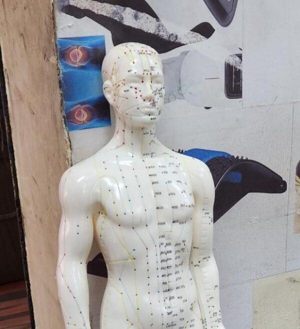 Human body Acupuncture Model (60 cm height)