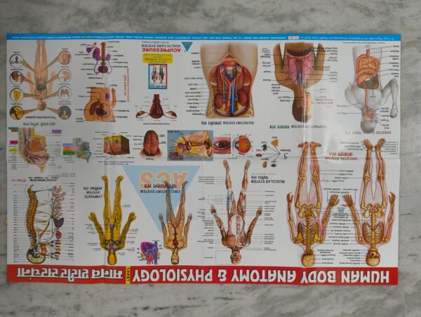 Human Body Anatomy Physiology Chart (22×35 inch, 89×57 cm)
