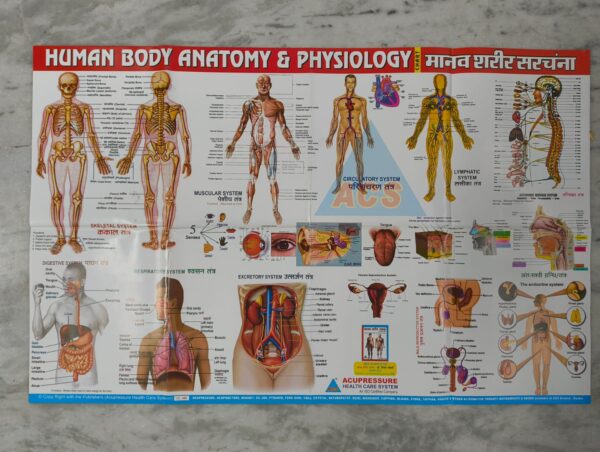 Human Body Anatomy Physiology Chart (22×35 inch, 89×57 cm)