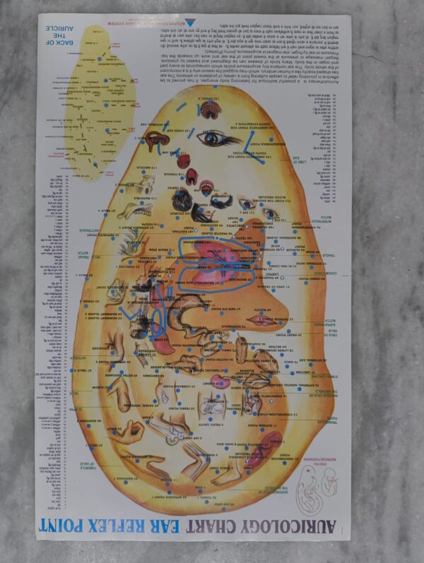 Auriculology Ear Reflex Chart ( 17×11 inch , 43×28cm)