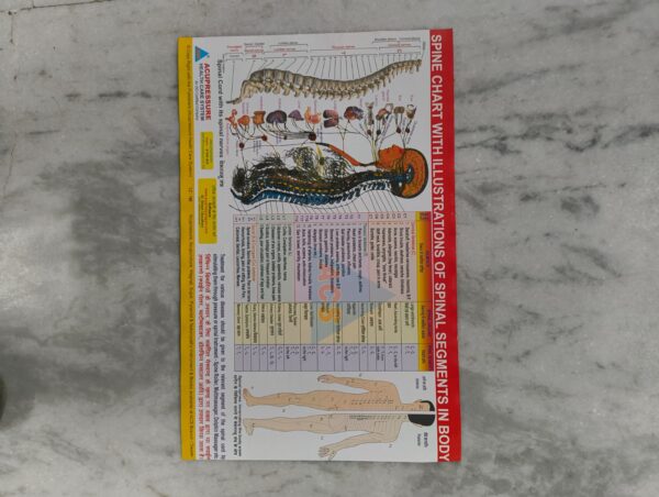 Spine Chart with Spinal Segment Illustrations (17×11 inch, 43×28 cm)