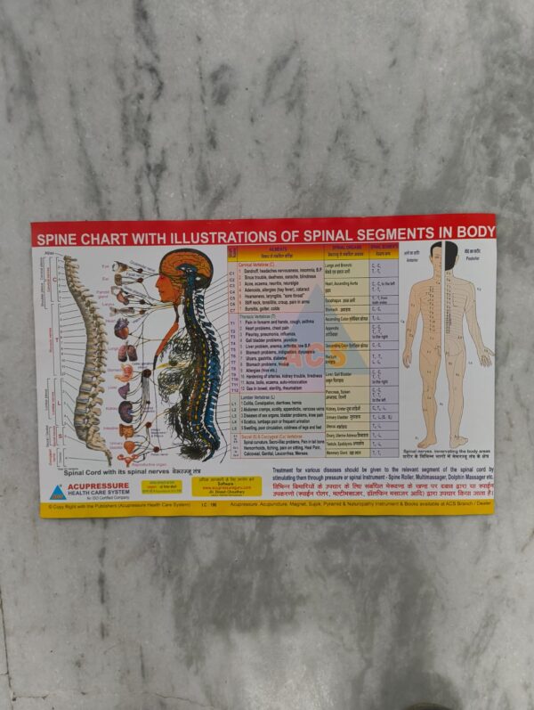 Spine Chart with Spinal Segment Illustrations (17×11 inch, 43×28 cm)