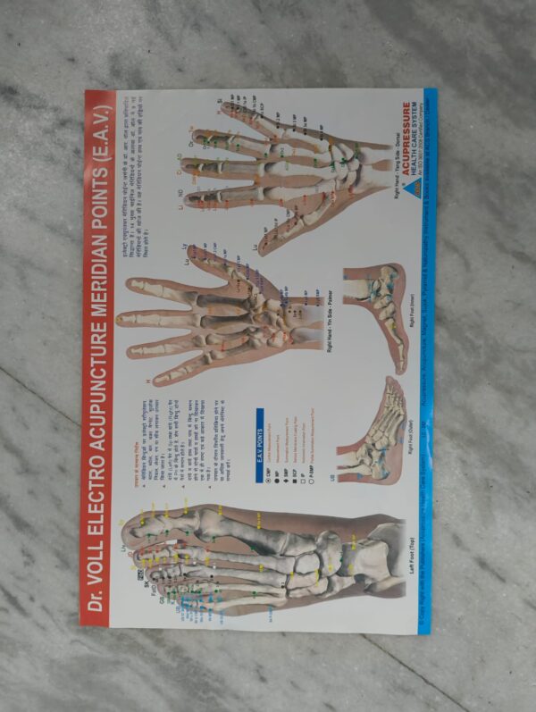 Dr. Voll electro Acupuncture meridian points (E.A.V) ( 17×11 inch, 43×28 cm)