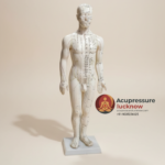 Human Body Acupuncture Model 60 cm height