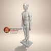 Human Body Acupuncture Model 60 cm height
