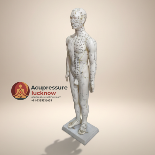 Human Body Acupuncture Model 60 cm height