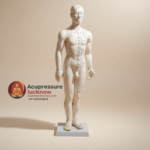 Human Body Acupuncture Model 60 cm height