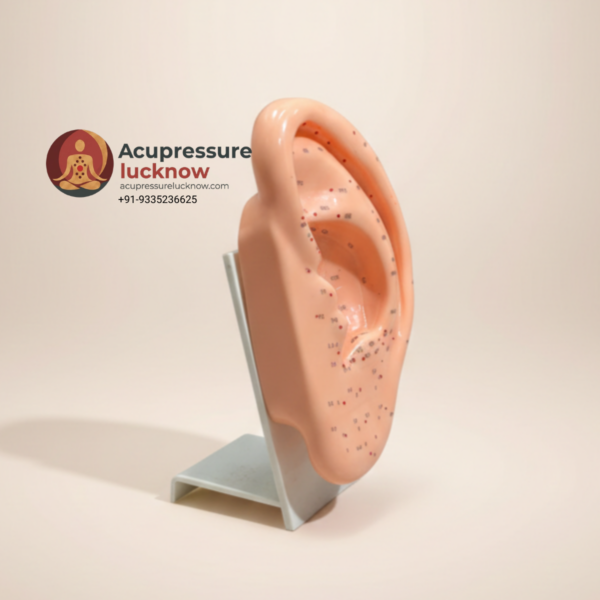 Ear Acupuncture Model for Auricular Point Training